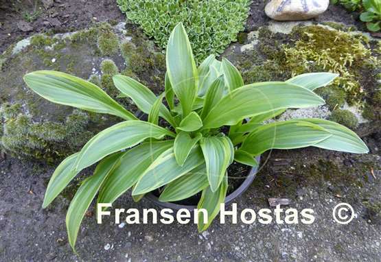 Hosta rectifolia 'Chionea'